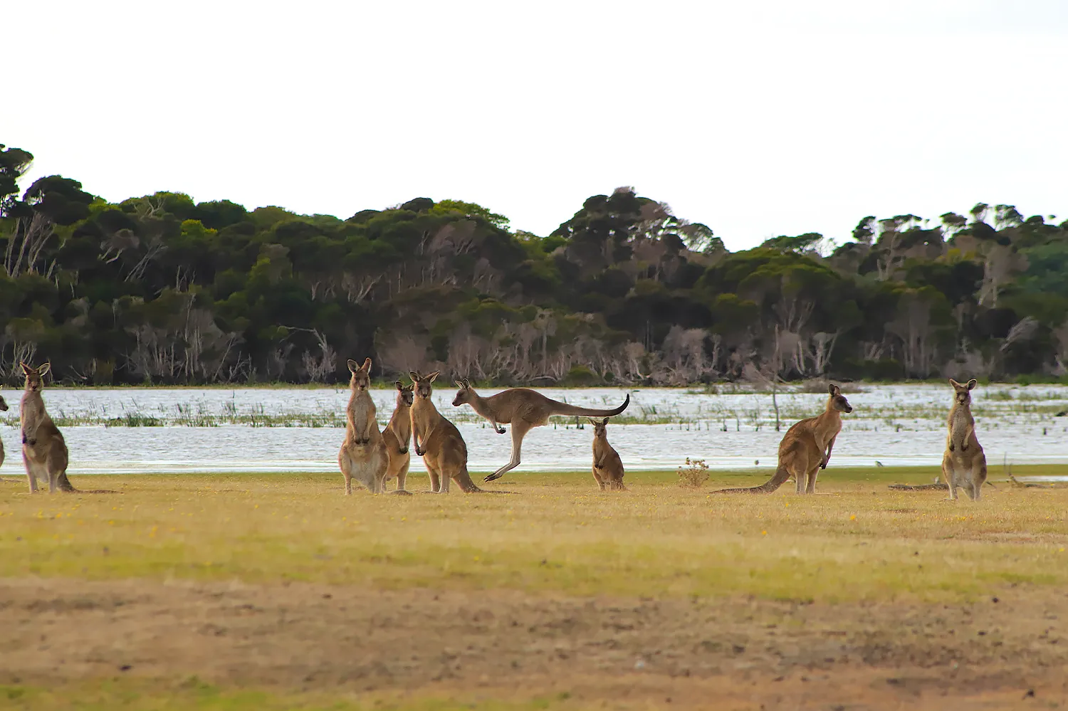 Australian kangaroo family near the river. Where All the Gold Comes From: TOP Countries. US