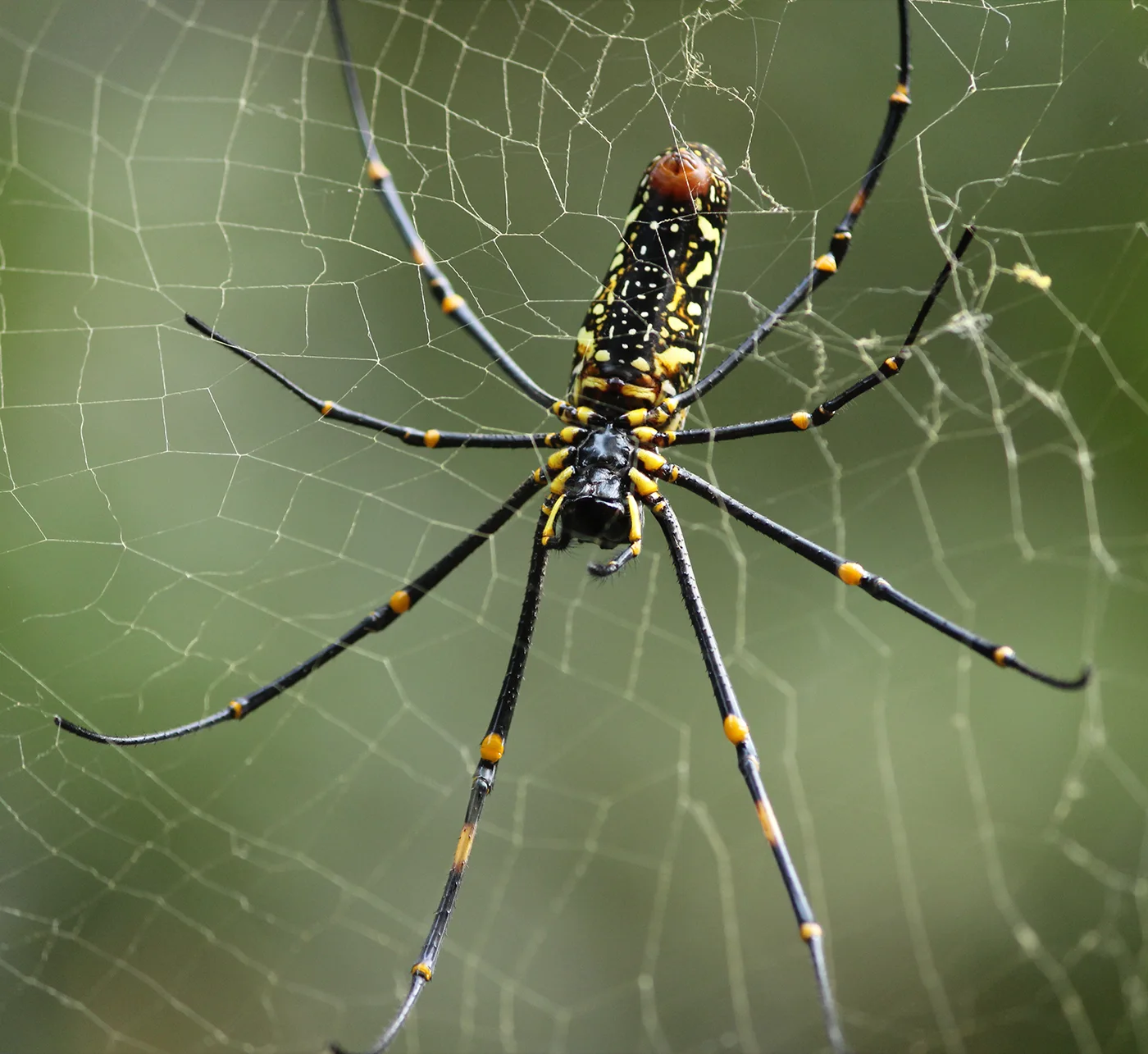 The Madagascar Nephila orb spider creates silk. Woven in Gold: Paris Show Traces the History of Gilded Fashion. News