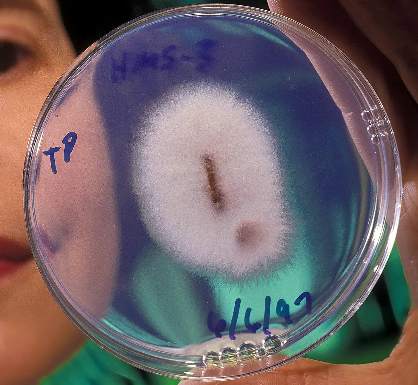 Two Recent Discoveries Make Us Rethink the Way We See Mining. News | Olertis Real Fungus Fusarium Oxysporum in Lab Conditions. Two Recent Discoveries Make Us Rethink the Way We See Mining. News