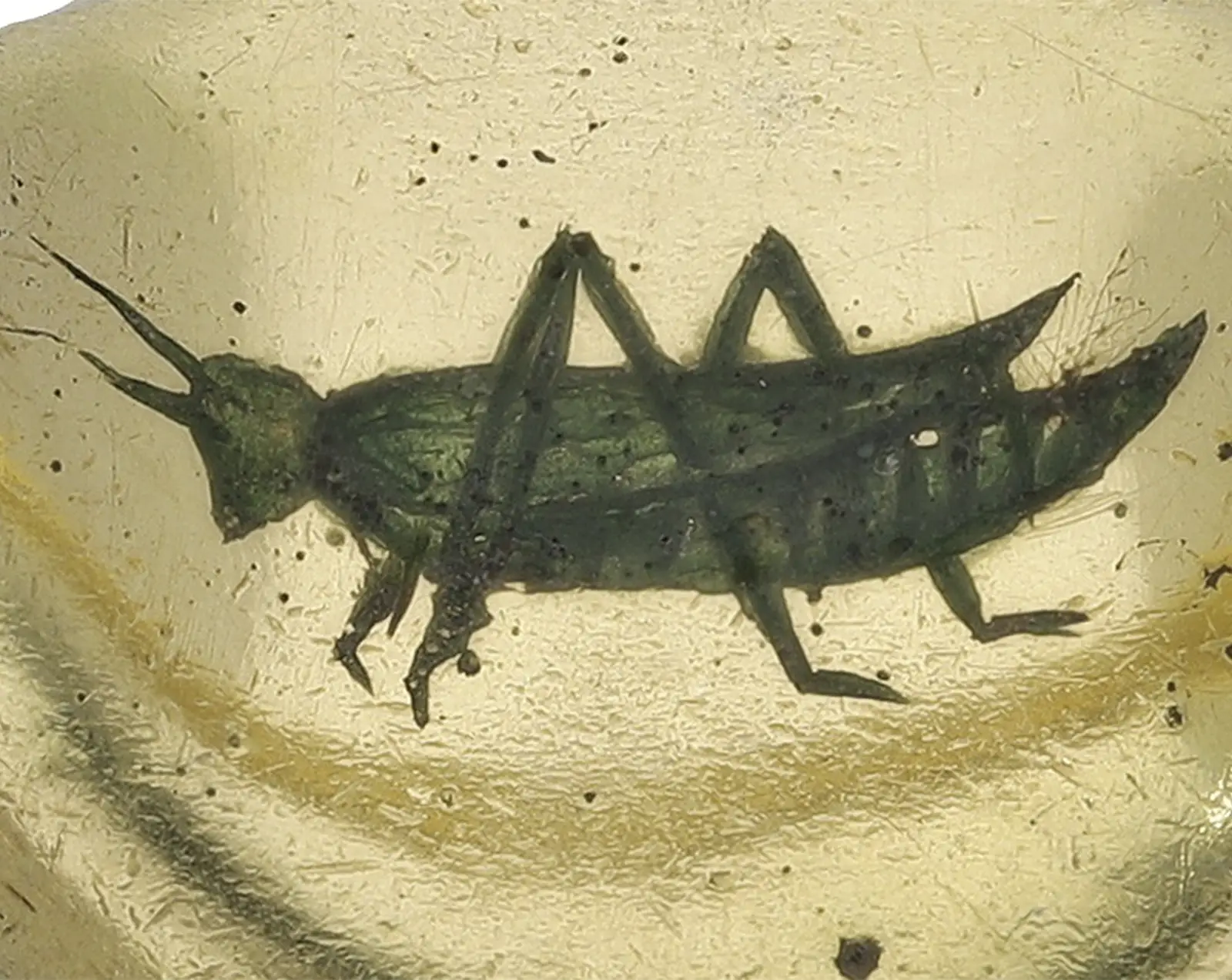 An Unusual 16th-Century ‘Gresham Grasshopper’ Ring Will Be Sold in the United Kingdom. News | Olertis Ring seal, view of the grasshopper from inside the ring. An Unusual 16th-Century ‘Gresham Grasshopper’ Ring Will Be Sold in the United Kingdom. News